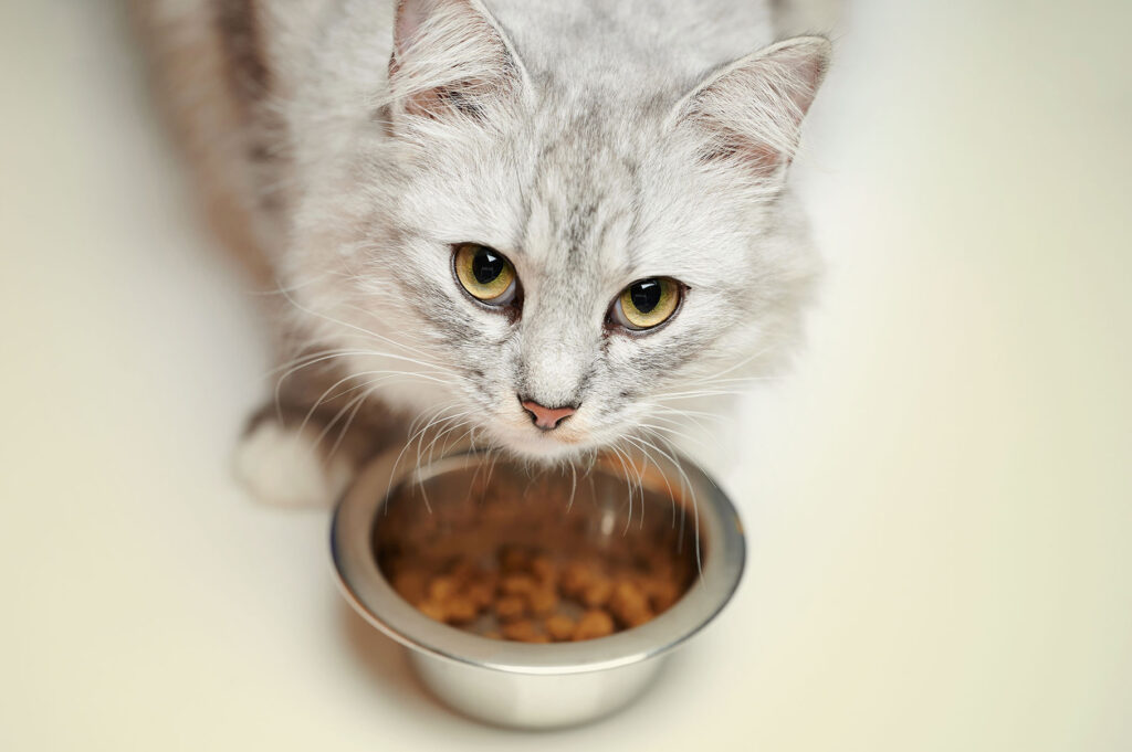 cat bowl test APSAPAL