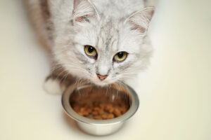 cat bowl test APSAPAL